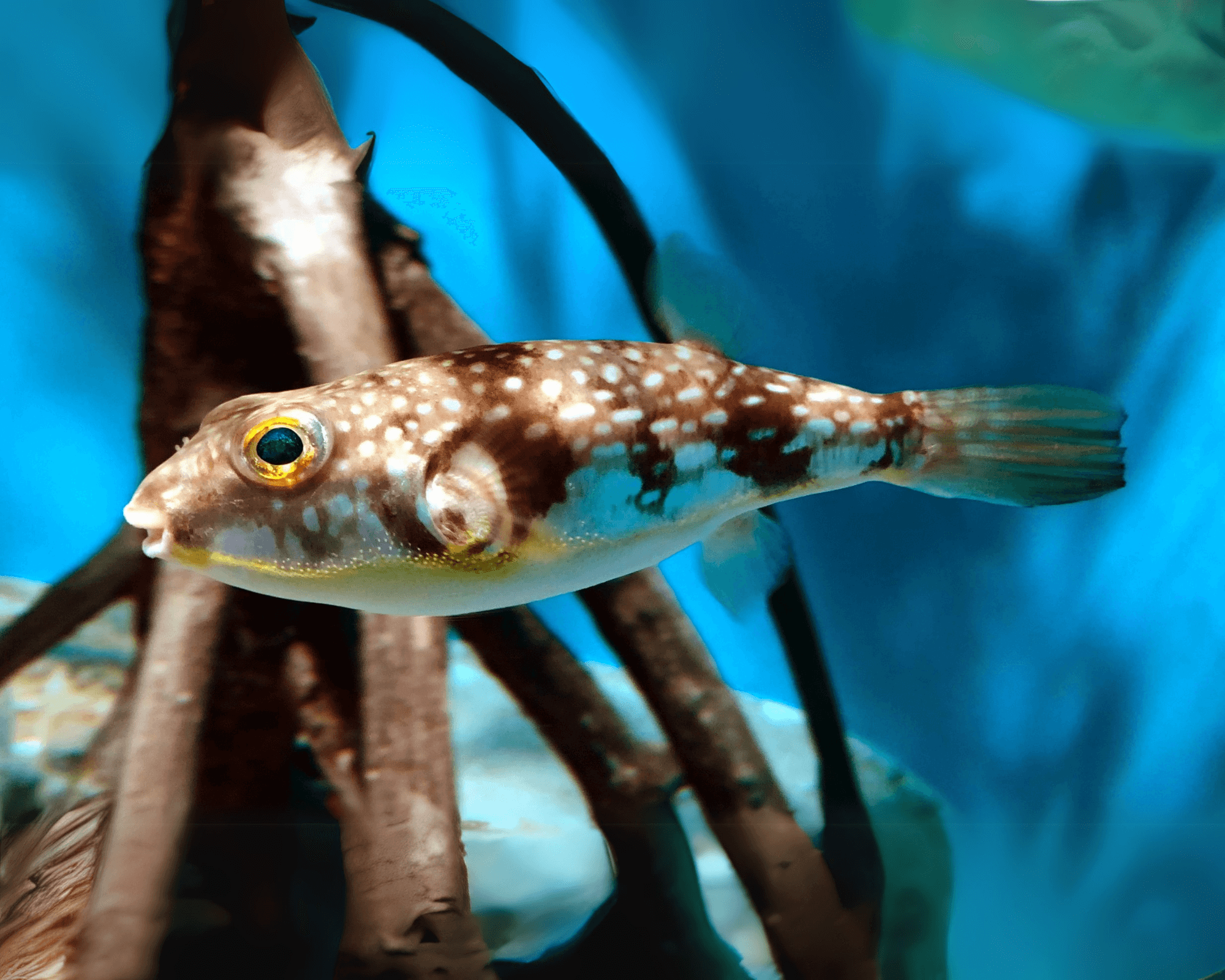 Chelonodon patoca (Milk Spotted Puffer)